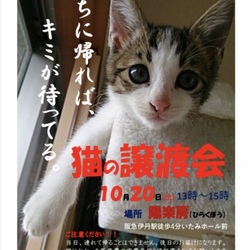 猫の譲渡会