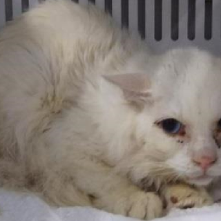 元飼い猫の猫ちゃんに収容期限が迫ってます。