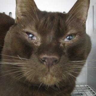 元飼い猫の猫ちゃんに収容期限が迫ってます。