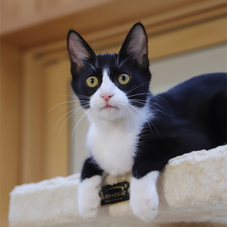 黒白タキシードちゃん