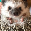 ハリネズミ オス 里親募集