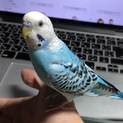 元気なセキセイインコ 男の子
