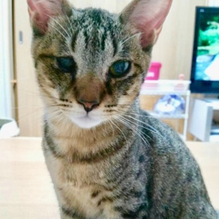 素晴や、すばる。