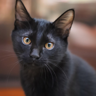 クロネコ黒ちゃん