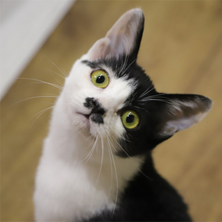 黒白ちょびちゃん