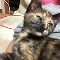 可愛いサビ柄の子猫2匹います