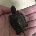 ゼニガメの新しい飼い主募集