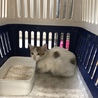 里親様が決まりました♡有難うございました！ サムネイル2