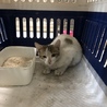 里親様が決まりました♡有難うございました！ サムネイル3