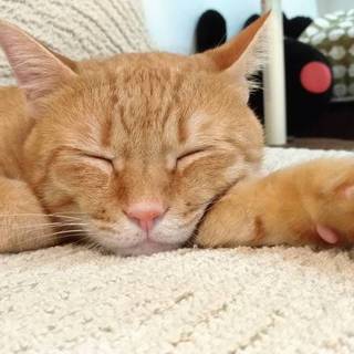 愛護センター レスキュー☆成猫くん