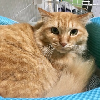 綺麗な長毛茶トラの女の子 チャチャちゃん