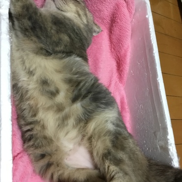 冬の寝床の1例   (発泡スチロール+毛布 )