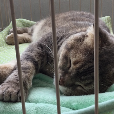 夏  ベランダのゲージの中でお昼寝