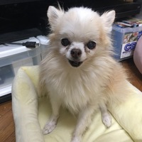 てっち
