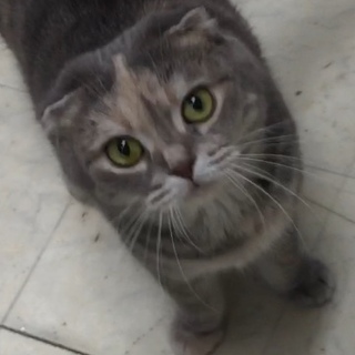 甘えたスコティッシュ女の子