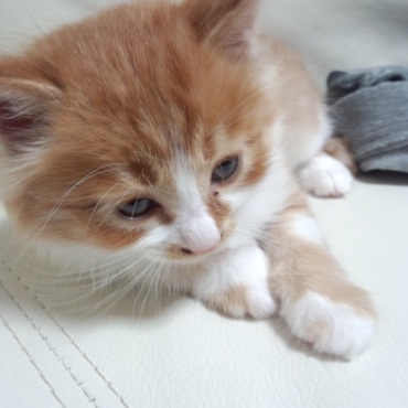 ウチに来た時のにゃんちゅー