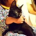 かわいいクロ子猫☆里親募集！