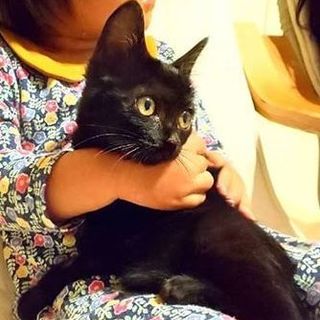 かわいいクロ子猫☆里親募集！