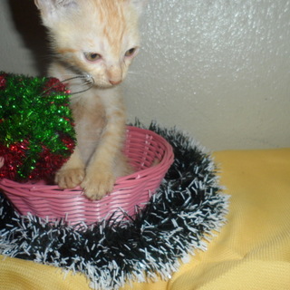 生後１か月の茶トラの子猫　里親募集