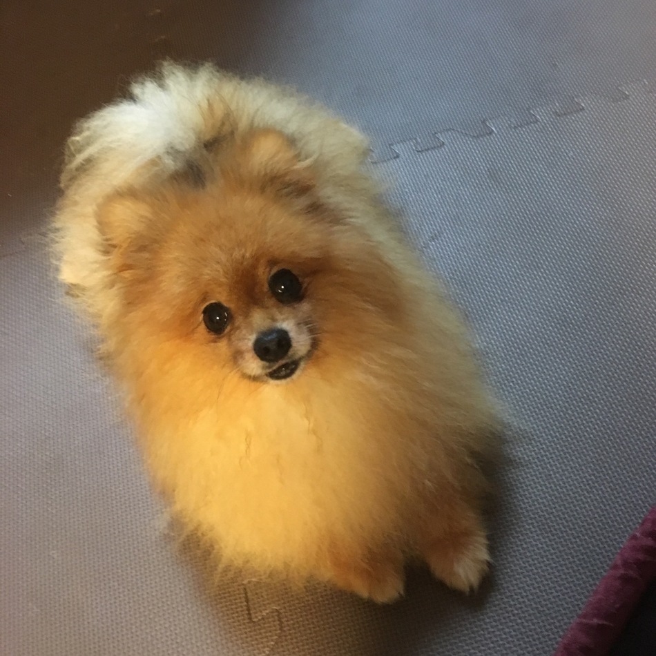 ポテトのカバー写真