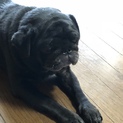 パグの男の子です！