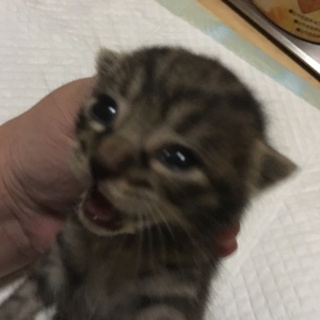 ミルク大好き☆ ミルクっ腹がかわいい博くん