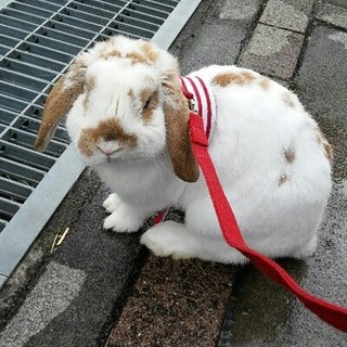 〈交渉中〉保護うさぎ　ボノ　