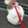 〈交渉中〉保護うさぎ　ボノ　 サムネイル2