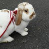 〈交渉中〉保護うさぎ　ボノ　 サムネイル3