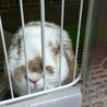 〈交渉中〉保護うさぎ　ボノ　 サムネイル5