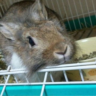 〈交渉中〉保護ライオンラビットミント