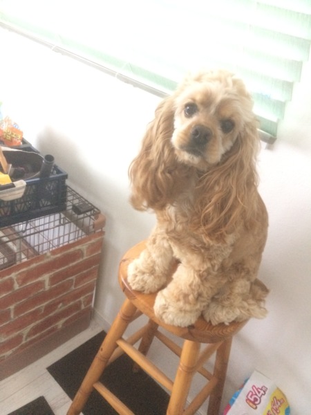 アメコカの女の子 2歳 千葉県 犬の里親募集 ペットのおうち 月間利用者150万人