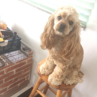 アメコカの女の子♡2歳♡病歴なしです