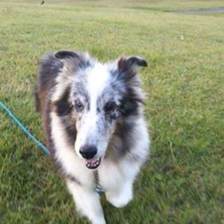 人が大好きでのんびり穏やかなシニアの女の子１２歳