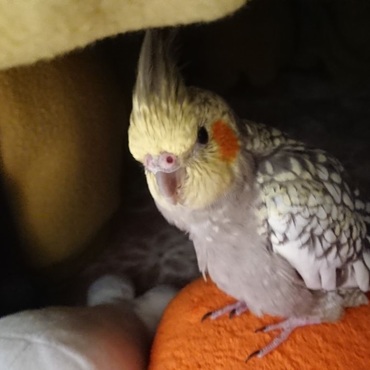 コタツが暖かいことを知ったオカメインコ