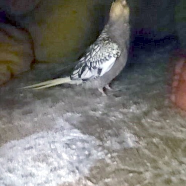 コタツの奥を探検中