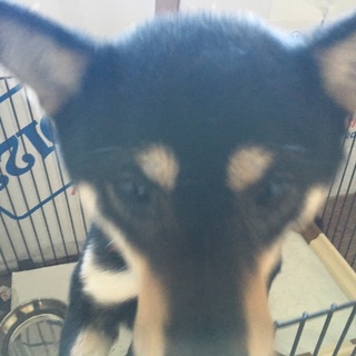 番犬にならないくらい人懐っこい黒柴さん。