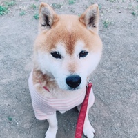 ごん太