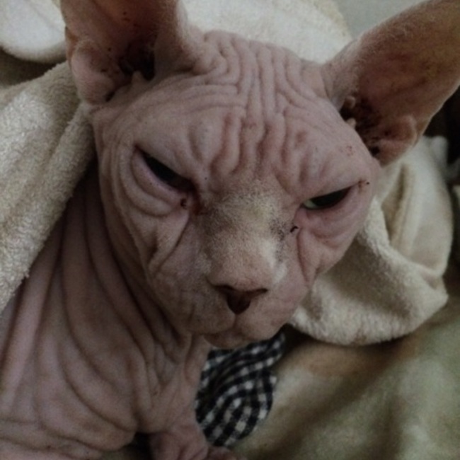 ムカオリのカバー写真