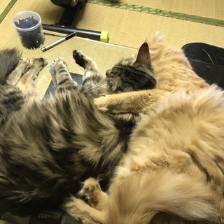 メインクーン（キジトラ）と雑種（茶トラ）の里親募集