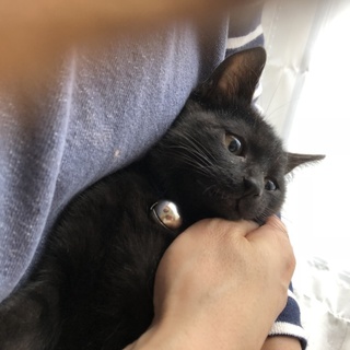 カッコかわいいブラックパンサー☆ シボレーくん