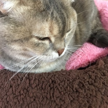 最近フミフミ、ゴロゴロする場所