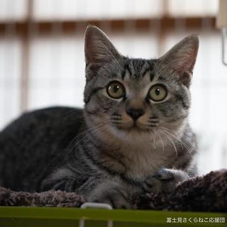 6ヶ月男の子「なみおくん」