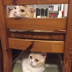 2階建て？