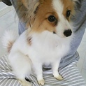 パピヨン ♀ 子犬