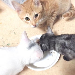 またまたまたまた新入園ニャンズ（＾ω＾）