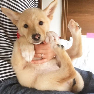 里親決定しました。