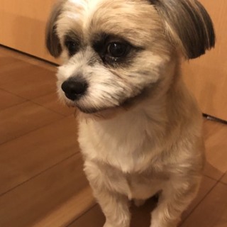 ミックス3匹3歳  (里親さん面会予定中)