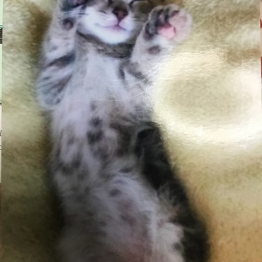 わらび3ヶ月頃の写真