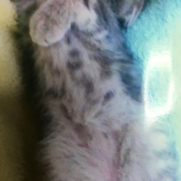 わらび3ヶ月頃の写真